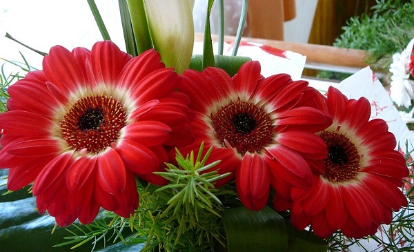 Gerbera en la olla Gerbera en la olla