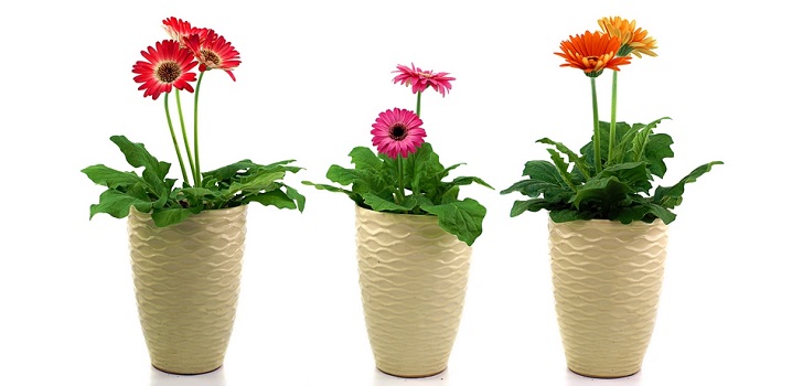 Gerbera en la olla Gerbera en la olla
