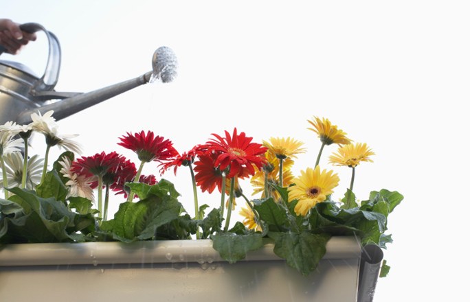 Gerbera en la olla Gerbera en la olla