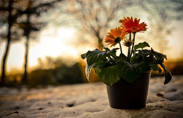 Gerbera en la olla Gerbera en la olla