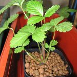 Hidroponía en casa Hidroponía en casa