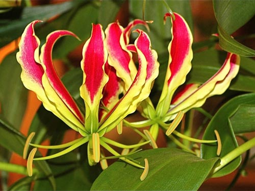 Características de plantar "lirio de fuego"