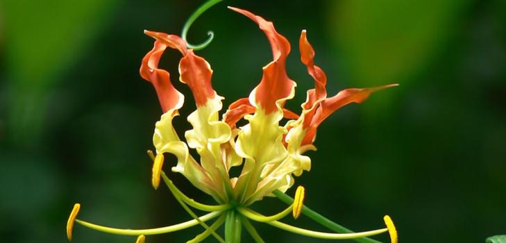 Gloriosa Rothschild