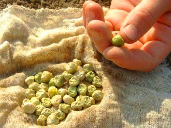 Guisantes: plantación y cuidado en campo abierto