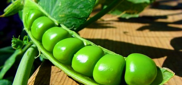 Guisantes: plantación y cuidado en campo abierto