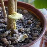 Champiñones en el país: cómo crecer