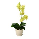 Suelo para orquídeas Suelo para orquídeas