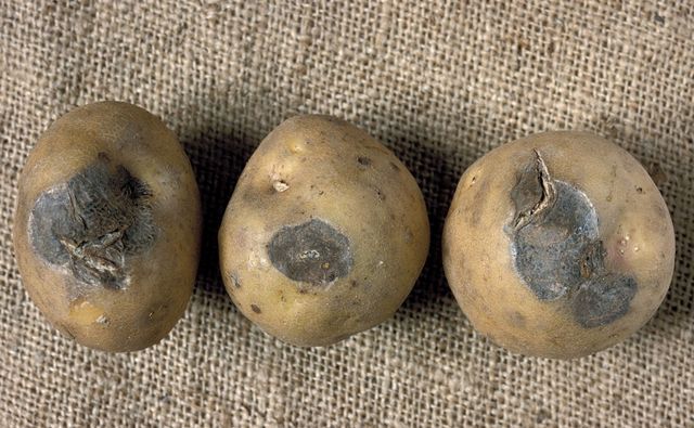 Cómo guardar las papas en invierno