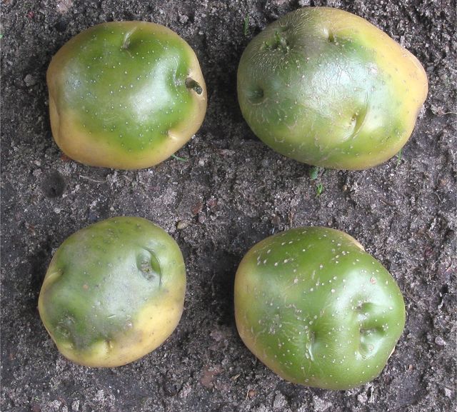 Cómo guardar las papas en invierno