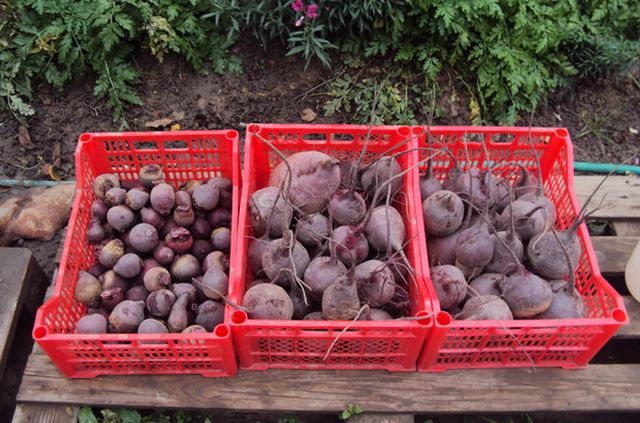 Almacenamiento de remolacha para el invierno