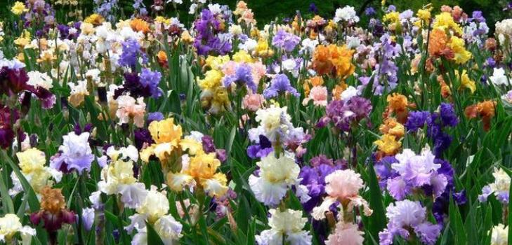 campo de iris