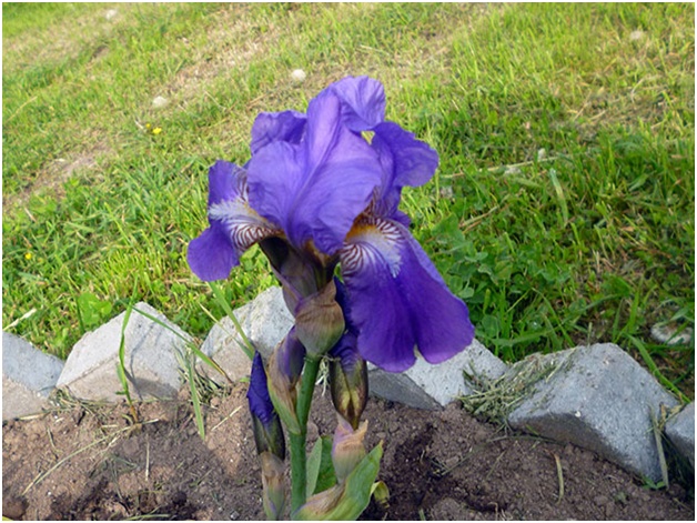 iris en la cama de flores