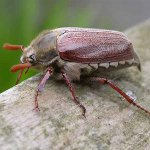 Cómo lidiar con las larvas del escarabajo de mayo