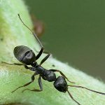 Cómo lidiar con hormigas de jardín