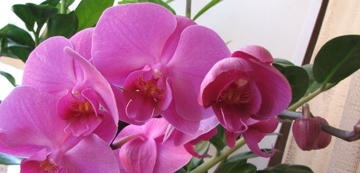 Cómo regar una orquídea