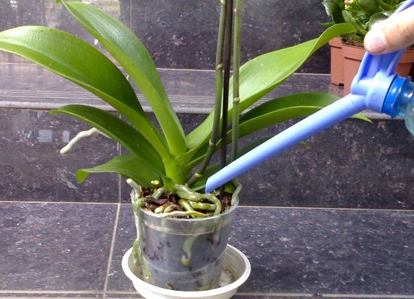 Cómo regar una orquídea