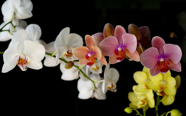 Cómo regar una orquídea