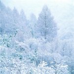 Cómo fotografiar el invierno? Cómo fotografiar el invierno?