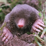 Cómo deshacerse de los moles en el área suburbana