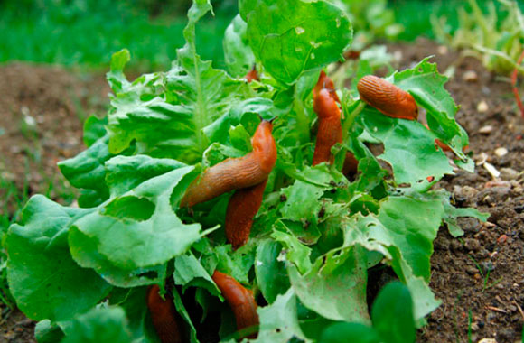 Cómo deshacerse de babosas y caracoles en el jardín y en el campo