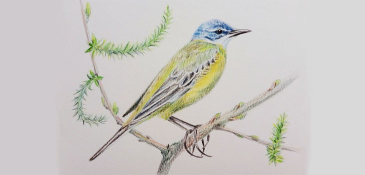 Cómo dibujar un pájaro en etapas con un lápiz