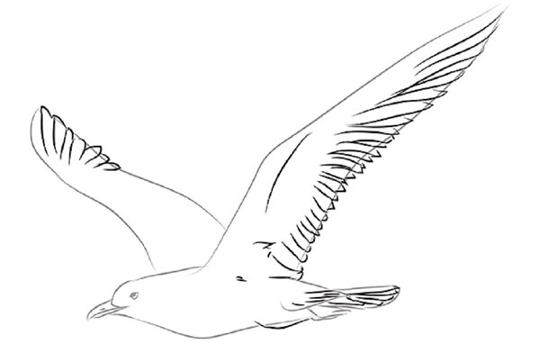 Cómo dibujar un pájaro en etapas con un lápiz