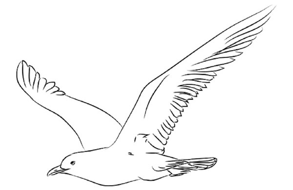 Cómo dibujar un pájaro en etapas con un lápiz