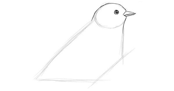 Cómo dibujar un pájaro en etapas con un lápiz