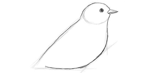 Cómo dibujar un pájaro en etapas con un lápiz