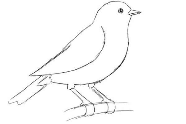 Cómo dibujar un pájaro en etapas con un lápiz