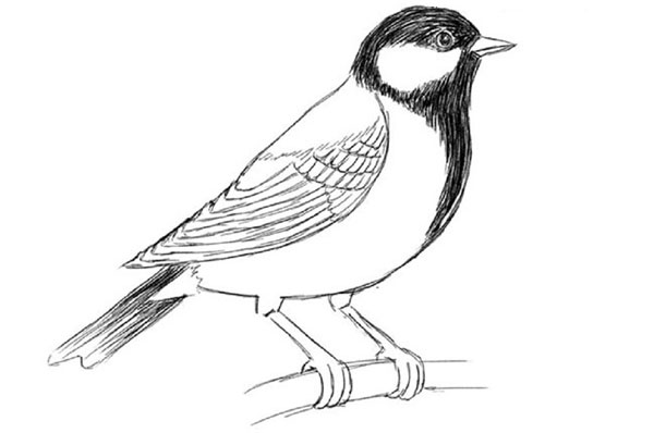 Cómo dibujar un pájaro en etapas con un lápiz