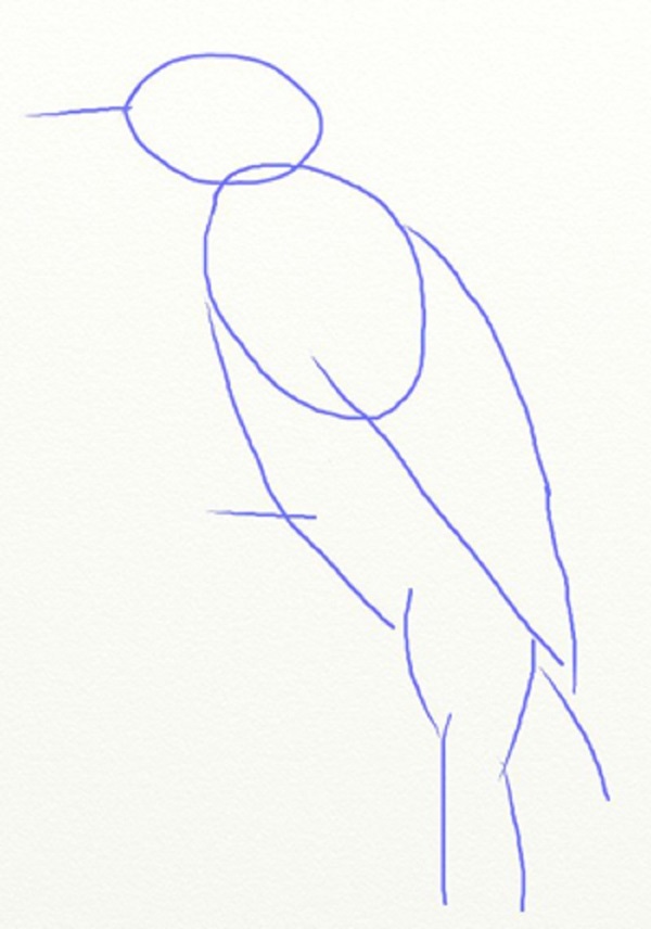 Cómo dibujar un pájaro en etapas con un lápiz