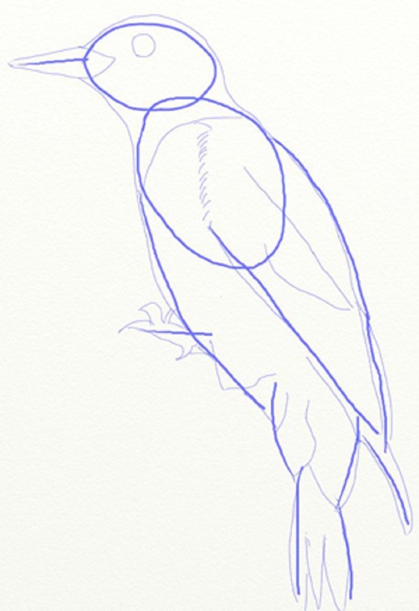 Cómo dibujar un pájaro en etapas con un lápiz