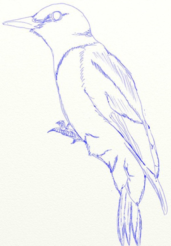 Cómo dibujar un pájaro en etapas con un lápiz