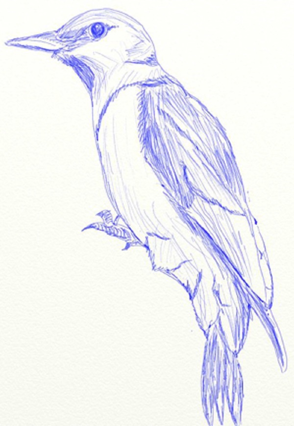 Cómo dibujar un pájaro en etapas con un lápiz