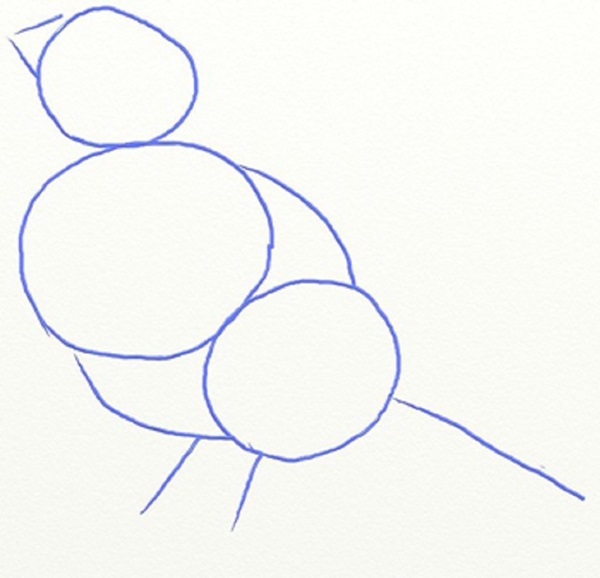 Cómo dibujar un pájaro en etapas con un lápiz