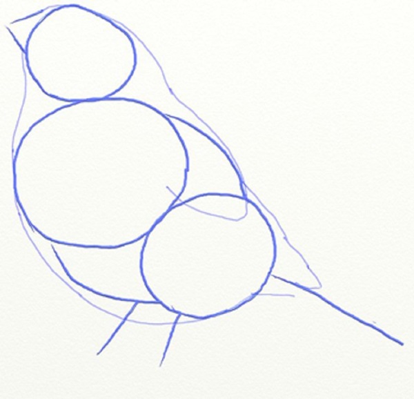 Cómo dibujar un pájaro en etapas con un lápiz