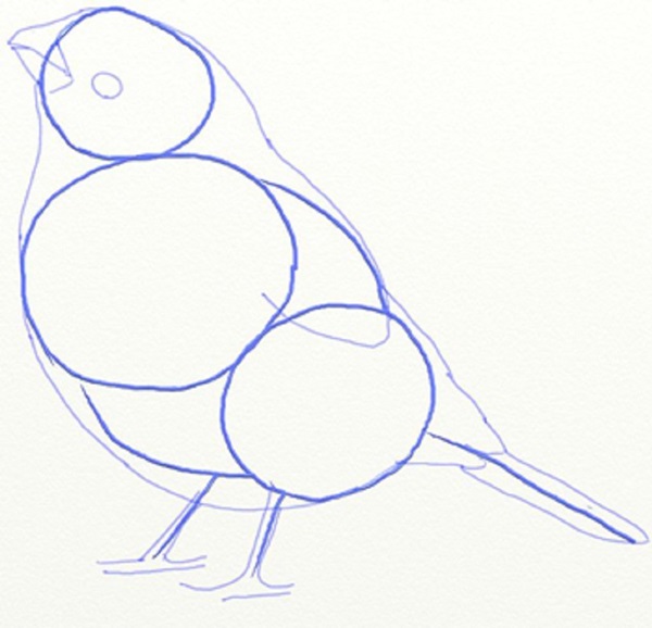 Cómo dibujar un pájaro en etapas con un lápiz