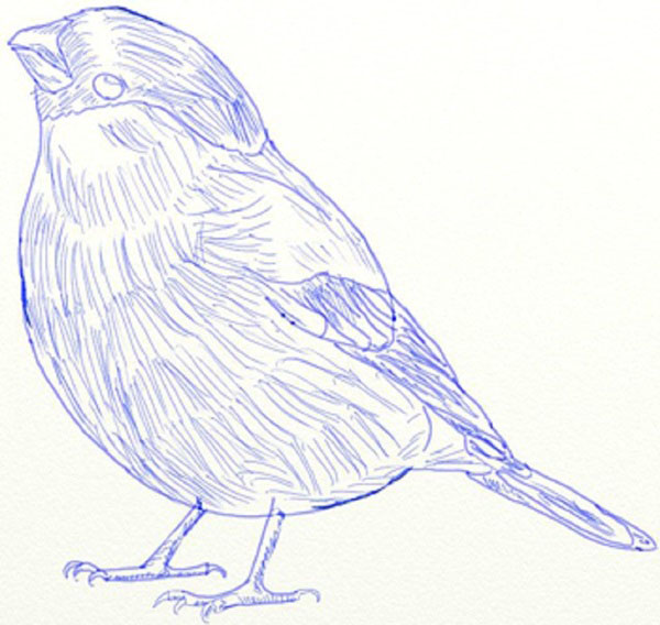 Cómo dibujar un pájaro en etapas con un lápiz