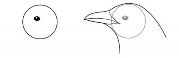 Cómo dibujar un pájaro en etapas con un lápiz