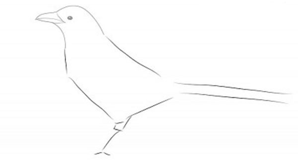 Cómo dibujar un pájaro en etapas con un lápiz
