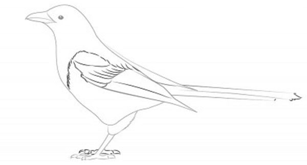 Cómo dibujar un pájaro en etapas con un lápiz