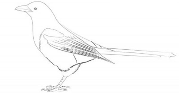 Cómo dibujar un pájaro en etapas con un lápiz