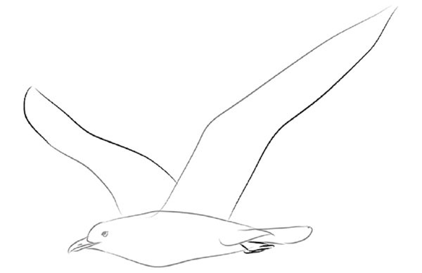 Cómo dibujar un pájaro en etapas con un lápiz