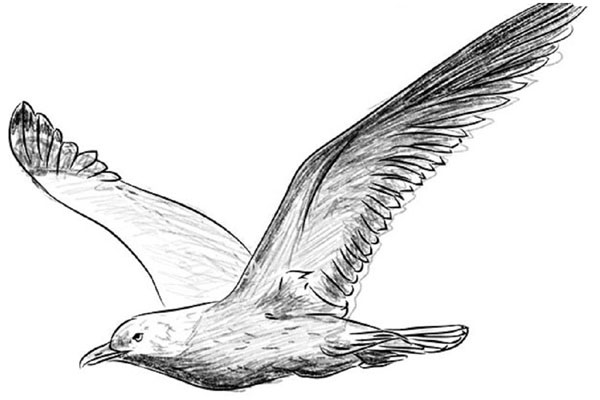 Cómo dibujar un pájaro en etapas con un lápiz
