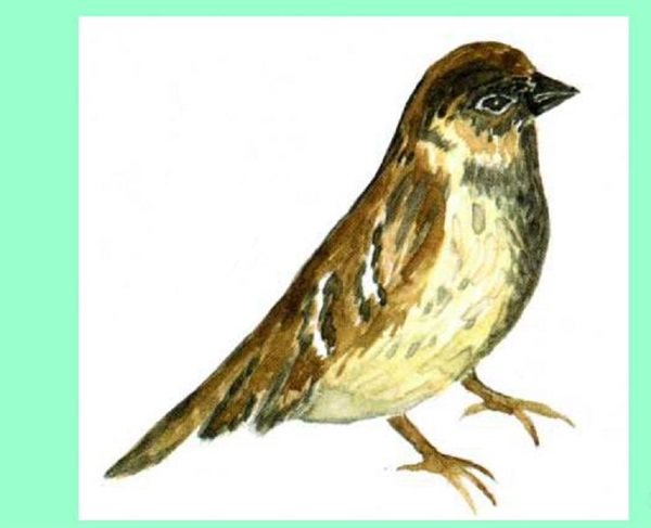 Cómo dibujar un pájaro en etapas con un lápiz