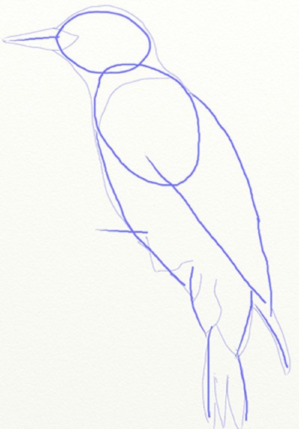 Cómo dibujar un pájaro en etapas con un lápiz