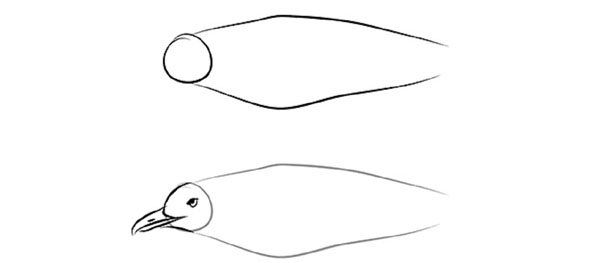 Cómo dibujar un pájaro en etapas con un lápiz