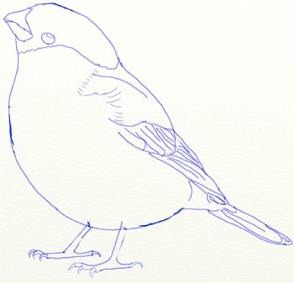 Cómo dibujar un pájaro en etapas con un lápiz