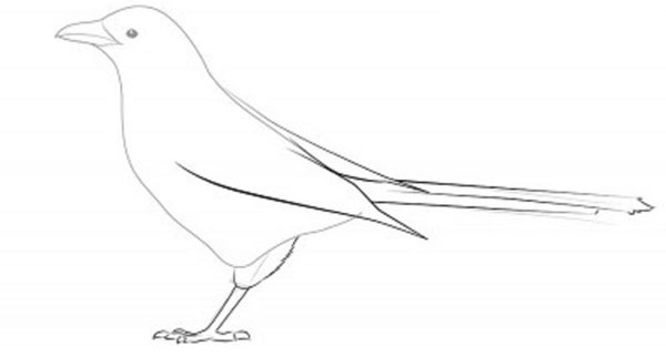 Cómo dibujar un pájaro en etapas con un lápiz